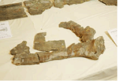 写真：マッコウクジラ科の化石（右肩甲骨）