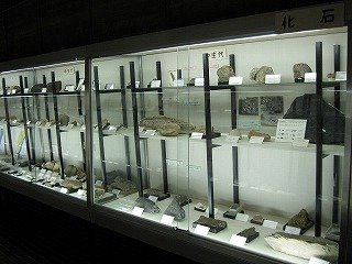 写真：岩石・鉱物・化石展示