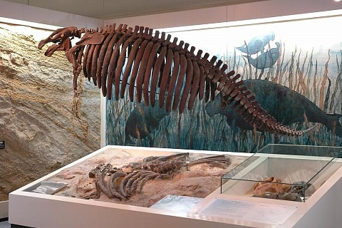 ヤマガタダイカイギュウ化石（レプリカ）