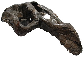 ヤマガタダイカイギュウ化石（頭骨）