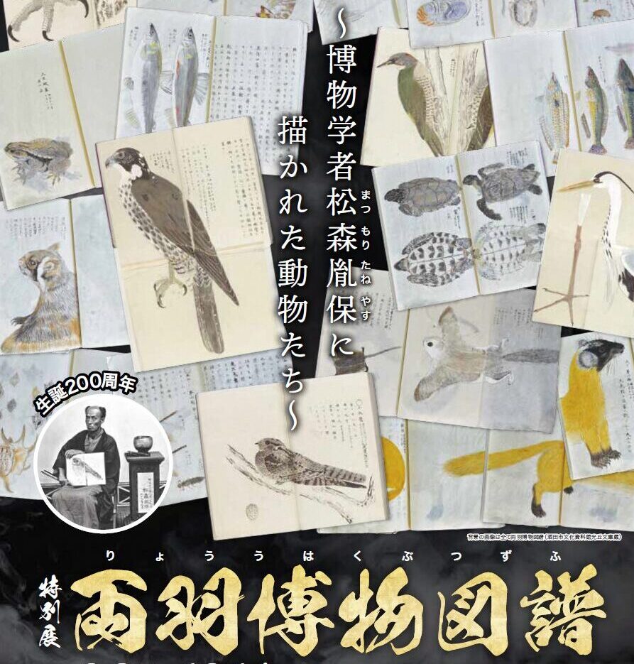 両羽博物図譜～博物学者松森胤保に描かれた動物たち～